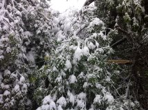 Tree Snow.jpg